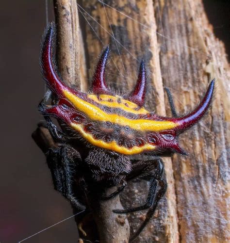 buffalo spider|demon orb weaver spider.